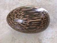 Black Palm egg close-up